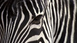 Preview wallpaper zebra, eye, strips