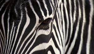 Preview wallpaper zebra, eye, strips