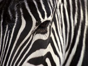 Preview wallpaper zebra, eye, strips