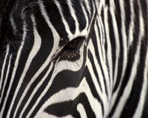 Preview wallpaper zebra, eye, strips