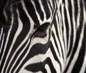 Preview wallpaper zebra, eye, strips