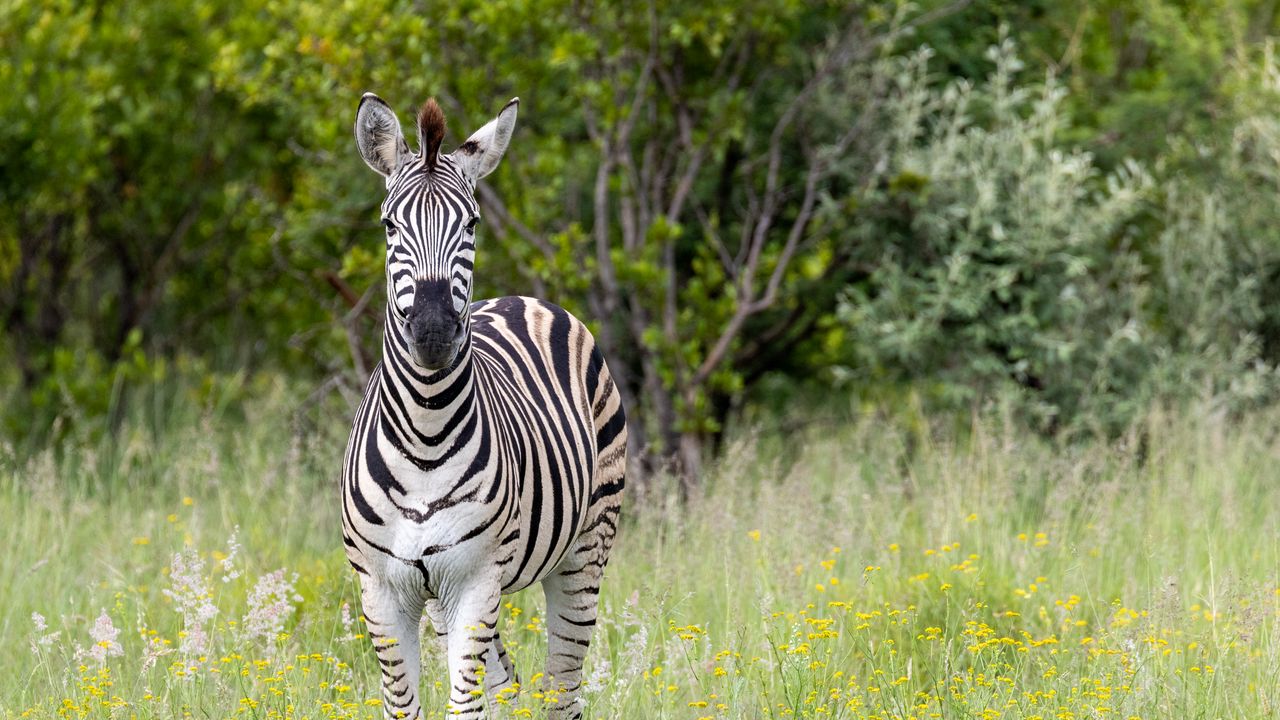 Wallpaper zebra, field, trees, stripes, animal