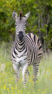 Preview wallpaper zebra, field, trees, stripes, animal