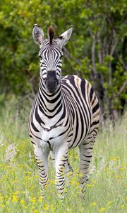 Preview wallpaper zebra, field, trees, stripes, animal