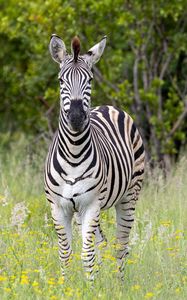 Preview wallpaper zebra, field, trees, stripes, animal