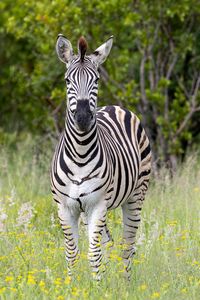 Preview wallpaper zebra, field, trees, stripes, animal