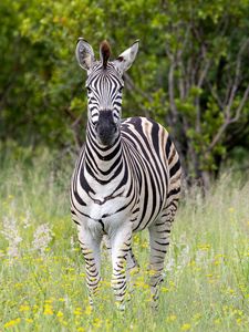 Preview wallpaper zebra, field, trees, stripes, animal