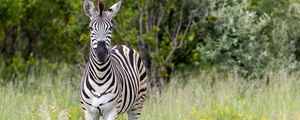 Preview wallpaper zebra, field, trees, stripes, animal