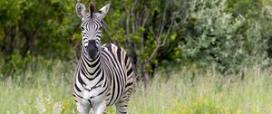 Preview wallpaper zebra, field, trees, stripes, animal