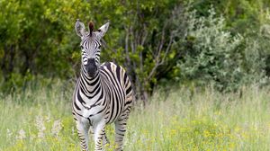 Preview wallpaper zebra, field, trees, stripes, animal