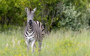 Preview wallpaper zebra, field, trees, stripes, animal