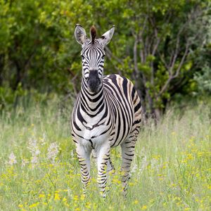 Preview wallpaper zebra, field, trees, stripes, animal