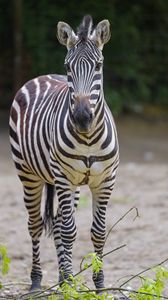 Preview wallpaper zebra, glance, animal, wildlife