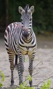 Preview wallpaper zebra, glance, animal, wildlife