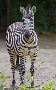 Preview wallpaper zebra, glance, animal, wildlife