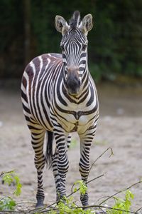 Preview wallpaper zebra, glance, animal, wildlife