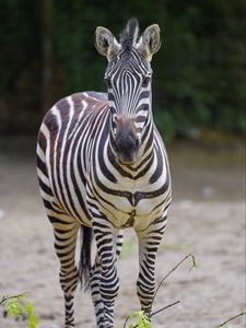 Preview wallpaper zebra, glance, animal, wildlife