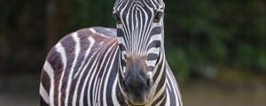 Preview wallpaper zebra, glance, animal, wildlife