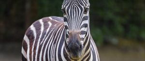 Preview wallpaper zebra, glance, animal, wildlife