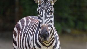 Preview wallpaper zebra, glance, animal, wildlife