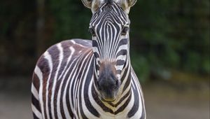 Preview wallpaper zebra, glance, animal, wildlife