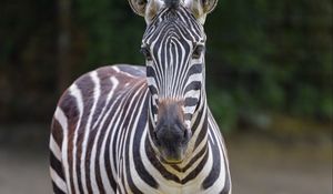 Preview wallpaper zebra, glance, animal, wildlife