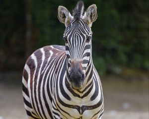 Preview wallpaper zebra, glance, animal, wildlife