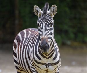 Preview wallpaper zebra, glance, animal, wildlife