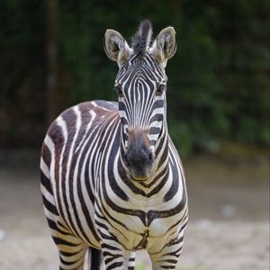 Preview wallpaper zebra, glance, animal, wildlife