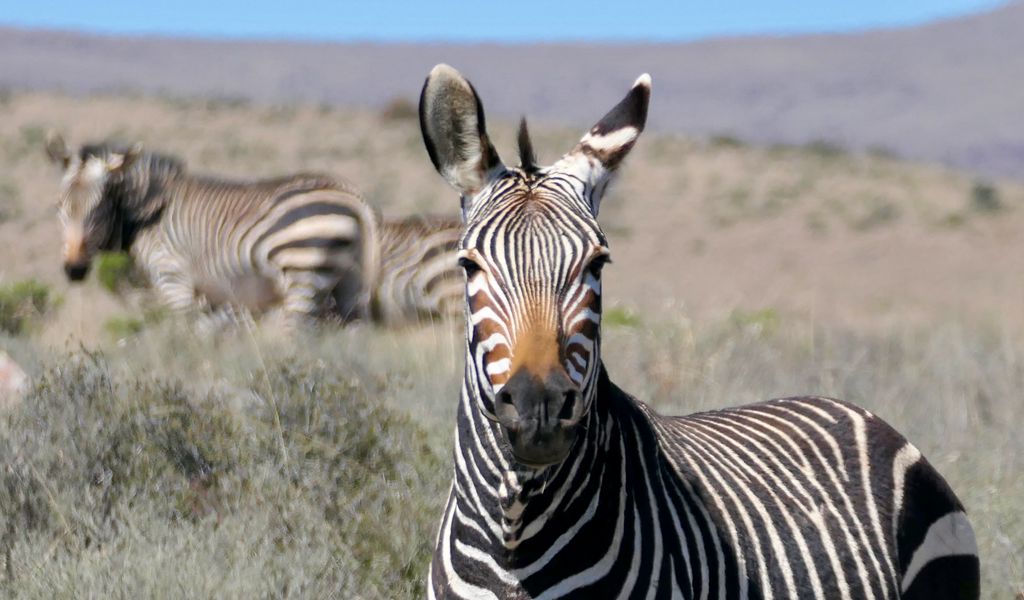 1024x600 Wallpaper zebra, glance, stripes, field, animal