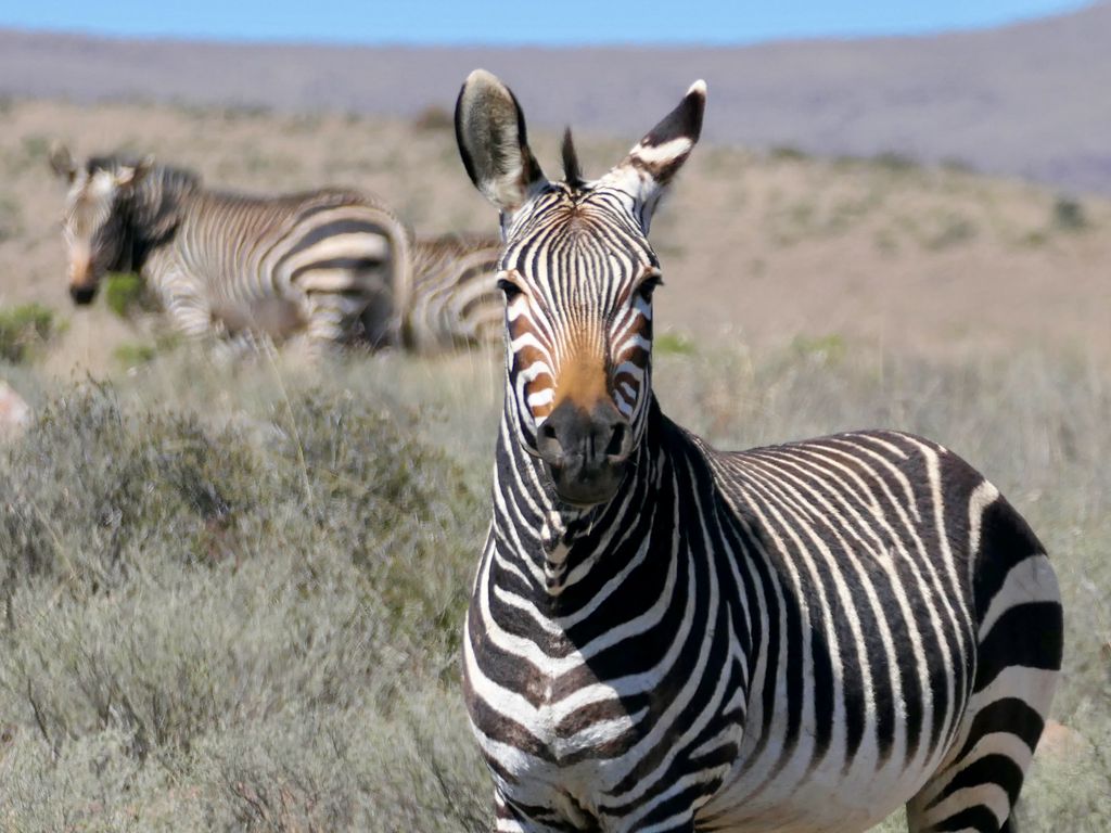 1024x768 Wallpaper zebra, glance, stripes, field, animal