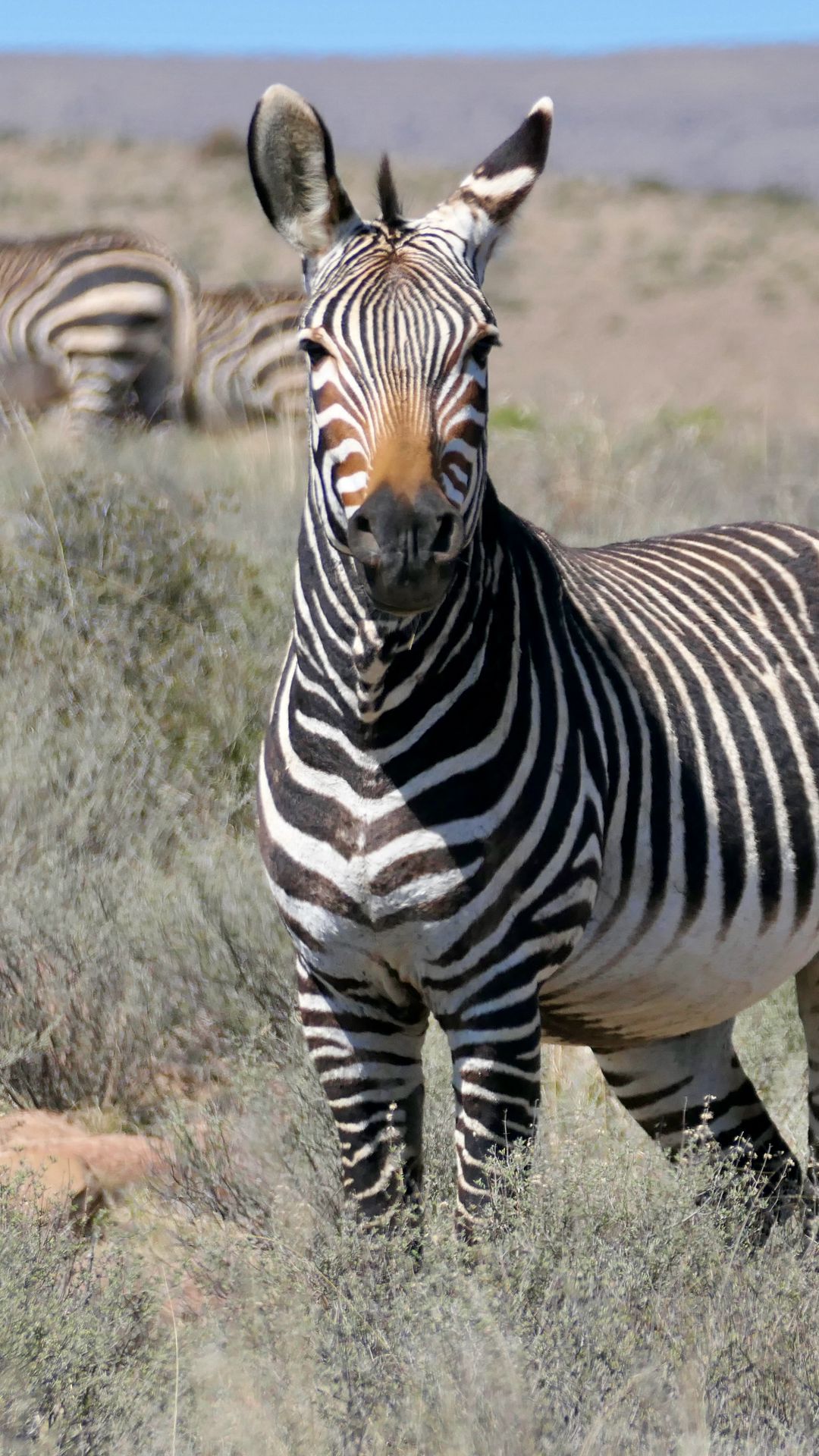 1080x1920 Wallpaper zebra, glance, stripes, field, animal
