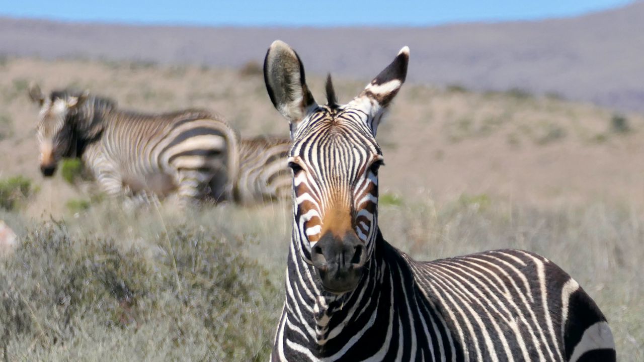1280x720 Wallpaper zebra, glance, stripes, field, animal