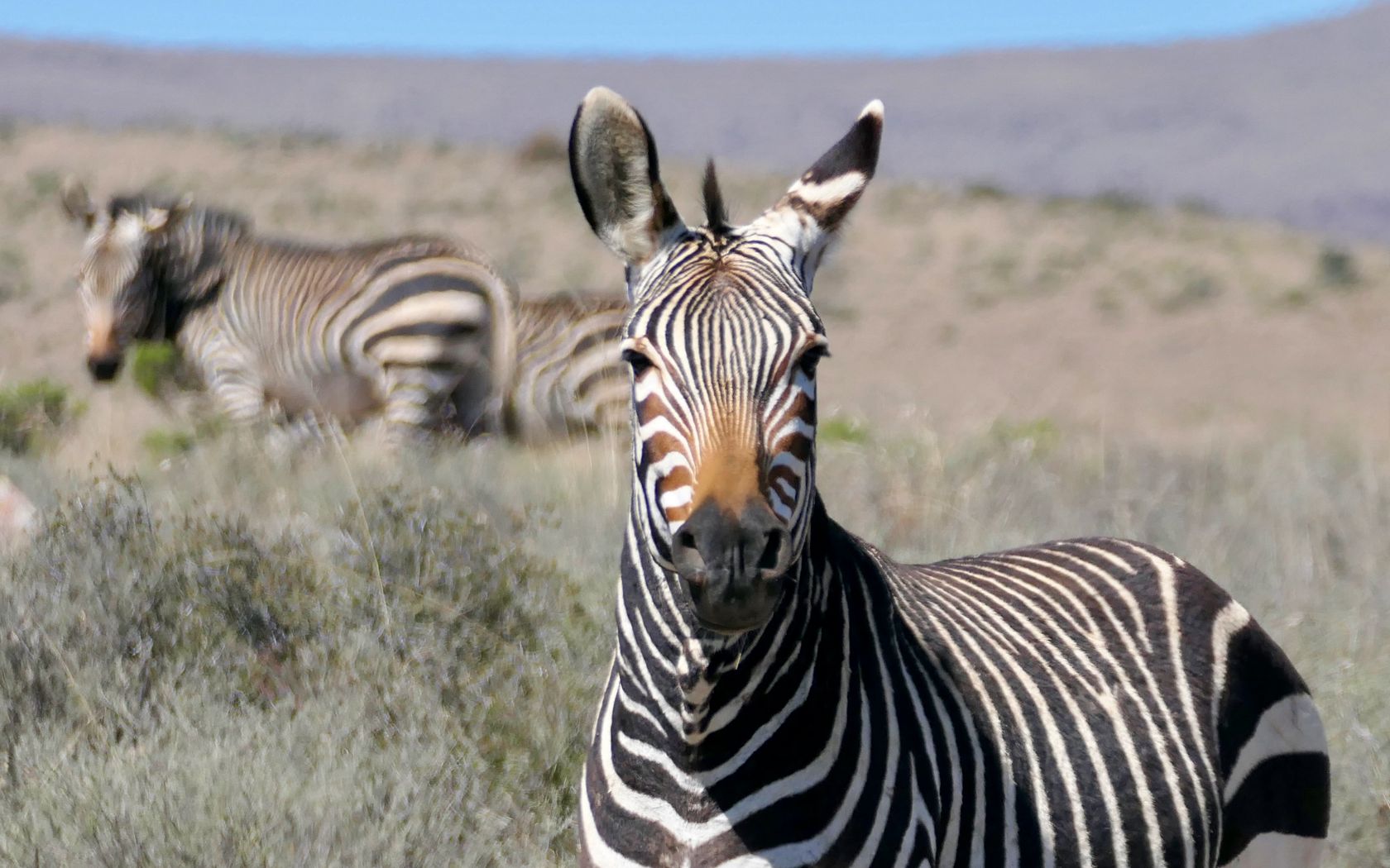 1680x1050 Wallpaper zebra, glance, stripes, field, animal