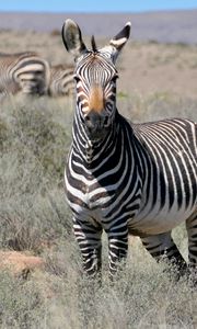 Preview wallpaper zebra, glance, stripes, field, animal
