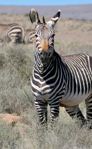 Preview wallpaper zebra, glance, stripes, field, animal