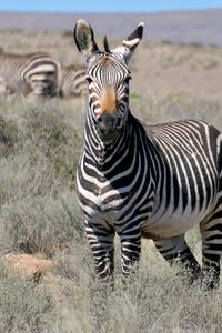 Preview wallpaper zebra, glance, stripes, field, animal