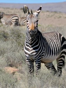 Preview wallpaper zebra, glance, stripes, field, animal