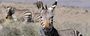 Preview wallpaper zebra, glance, stripes, field, animal