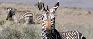 Preview wallpaper zebra, glance, stripes, field, animal
