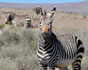 Preview wallpaper zebra, glance, stripes, field, animal
