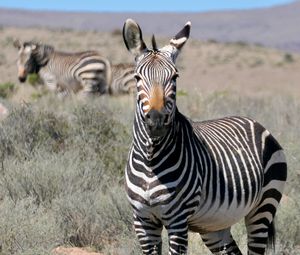 Preview wallpaper zebra, glance, stripes, field, animal