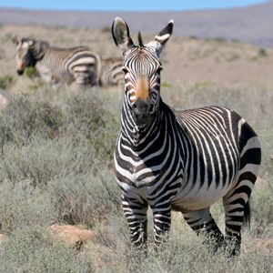 Preview wallpaper zebra, glance, stripes, field, animal