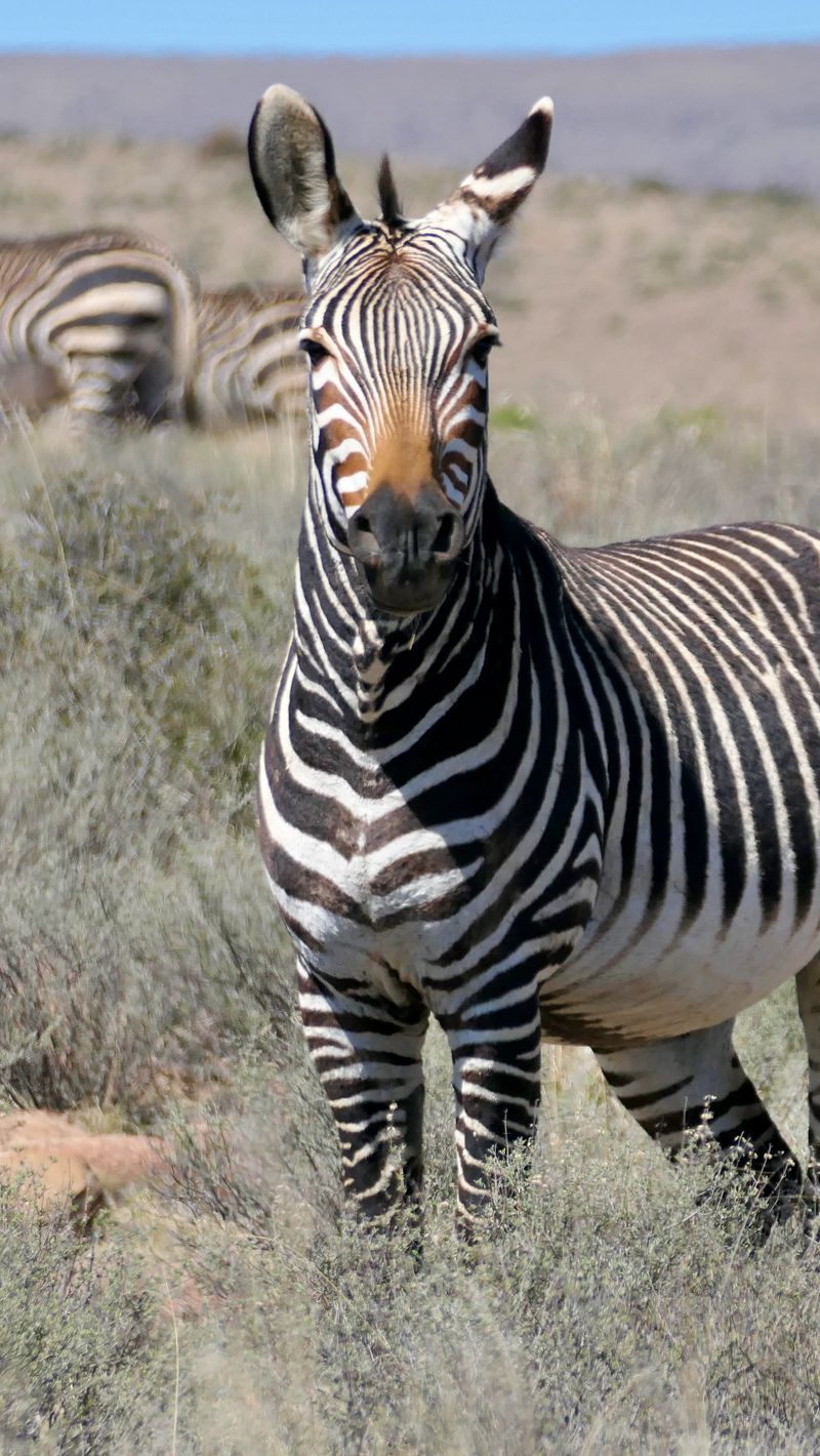 800x1420 Wallpaper zebra, glance, stripes, field, animal