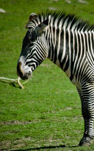 Preview wallpaper zebra, grass, stand, striped