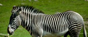 Preview wallpaper zebra, grass, stand, striped