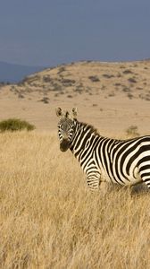 Preview wallpaper zebra, grass, striped, climbing, valley, prairie