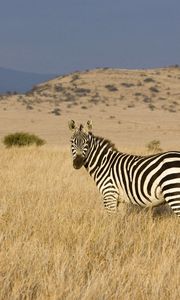 Preview wallpaper zebra, grass, striped, climbing, valley, prairie