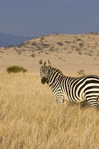 Preview wallpaper zebra, grass, striped, climbing, valley, prairie