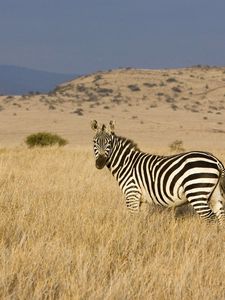 Preview wallpaper zebra, grass, striped, climbing, valley, prairie